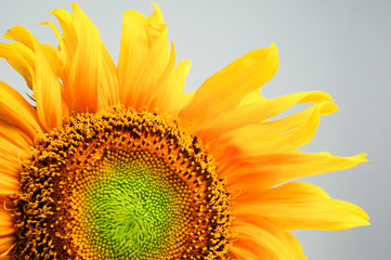 beautiful sunflower close-up on gray background