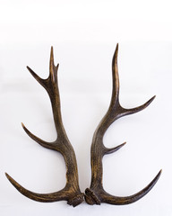 Obraz na płótnie Canvas deer antlers