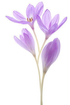 colchicum