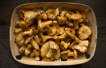 Fototapeta premium Basket of chanterelles