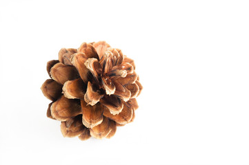 pine cone isolated on white background