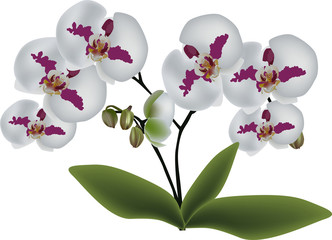 isolated white orchids with pink spots