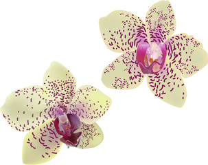 two yellow orchid flowers with ponk spots