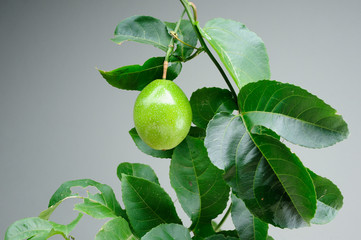 Passion fruit on a gray background