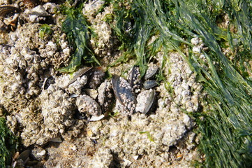 Moules accrochées à un rocher sur la plage
