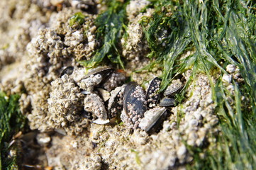 Moules accrochées à un rocher sur la plage