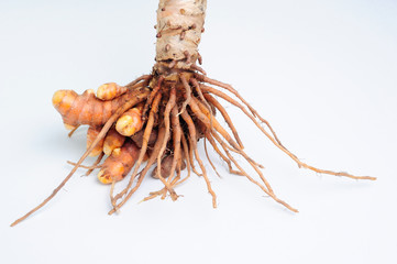 Fresh Cut Turmeric or Curcuma Longa