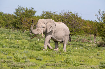 Fototapeta premium Elephant lifting it's trunk