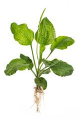 Breit-Wegerich (Plantago major L.)  - Ganze Pflanze auf weißem