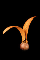 Dipterocarpus obtusifolius