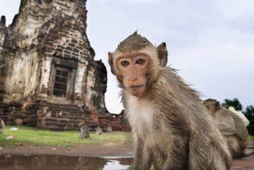 Closeup portrait of a monkey in front of temple in Lopburi
