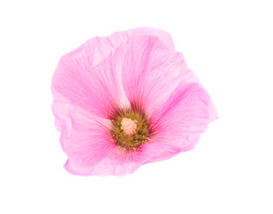 pink mallow flower