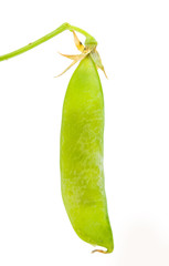 green pea pod