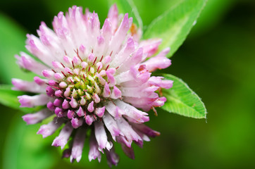 Kleeblüte