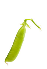 green pea pod