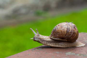 snail on the table