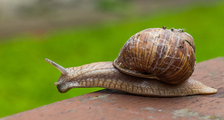 snail on the table