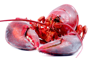 Lobster cooked and isolated