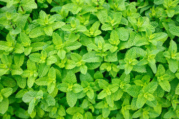 MCX Mentha Oil Live Rate/Price live