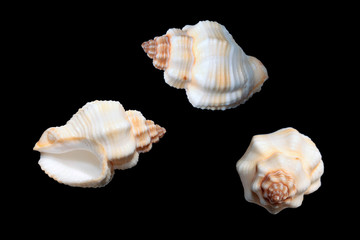 Obraz na płótnie Canvas Cantharus erythrostomus sea shells