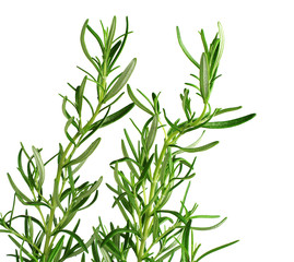 Rosemary plant closeup