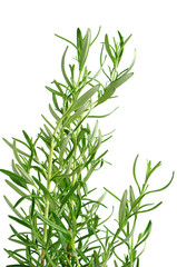 Young rosemary plant