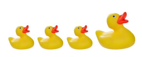 isolated on white yellow rubber duck and ducklings