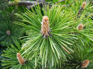 Cones on a branch