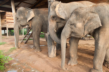 Fototapeta premium Elephant village in Thailand