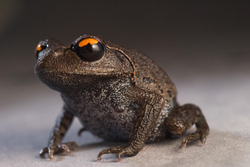 Smith' s Litter Frog