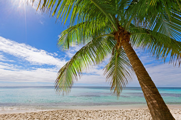 Palm in the caribbean sea