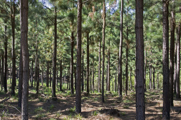 Naklejka premium Forest for the production of telephone poles in South Africa