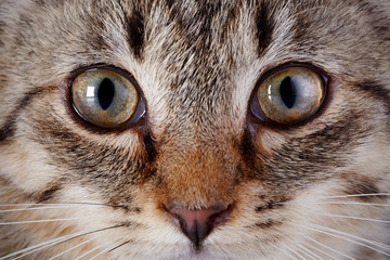 Naklejka na ściany i meble Eyes of a gray striped kitten.