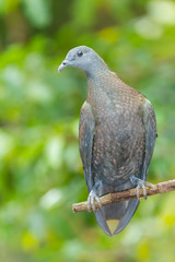 The Pale-capped Pigeon(Columba punicea) on the tree