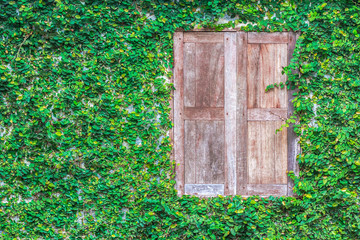 View of a closed wood window and of a wall covered with ivy
