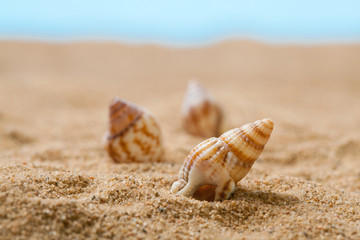 Fototapeta na wymiar Seashells on sand