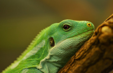 Lizard