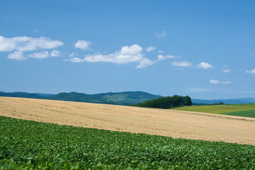 Vegetable field