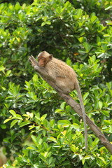 monkey