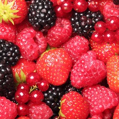 Close-up of berry fruit