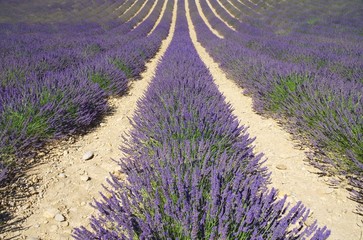 Fototapeta na wymiar Lavendelfeld - lavender field 06