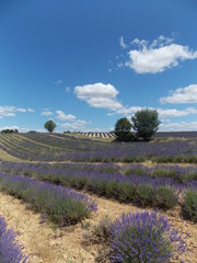 Fototapeta premium provence