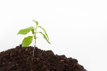 Young plant sprout on the soil, isolated on white background