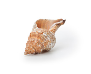 Sea shell, isolated on white background