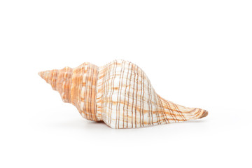 Sea shell, isolated on white background