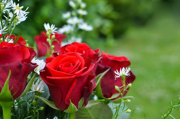 Red roses