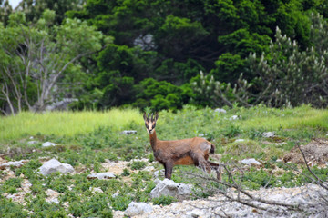 funky baby chamois with horns on his head, surrounded