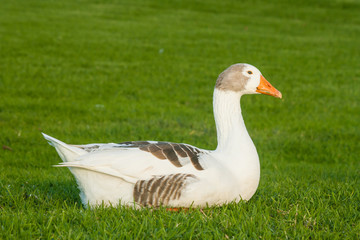 domestic goose resting on grass