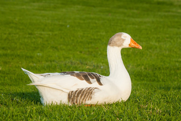 domestic goose sleeping on fresh grass