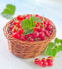 red currant
